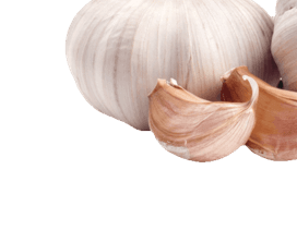 garlic 